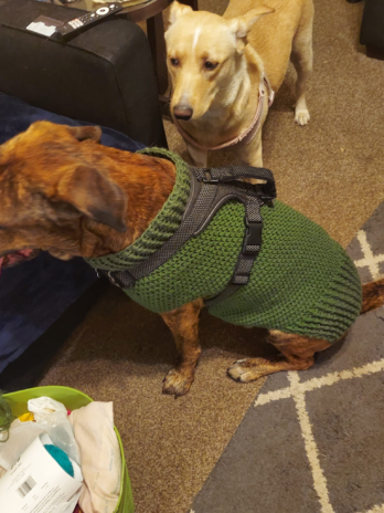 Pet sweater
